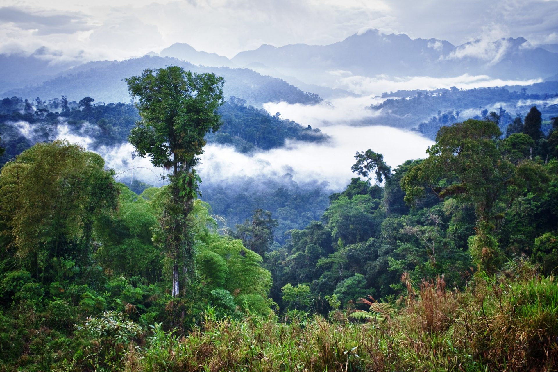 Rainforest Guatemala, Ecuador Shutterstock 153742460